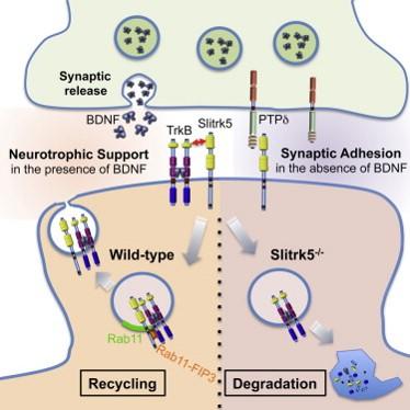 Mechanisms of Slitrk5 signaling